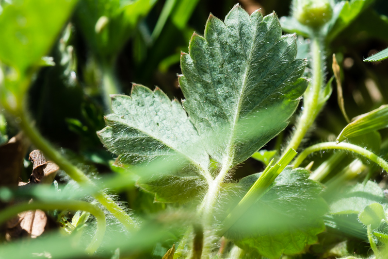 Potentilla sterilis / Potentilla sterile